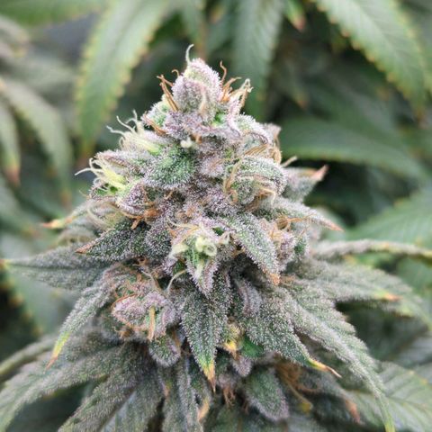 Blueberry Muffin growlog timeline photo