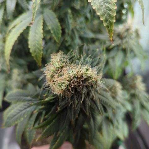 Blueberry Muffin growlog timeline photo
