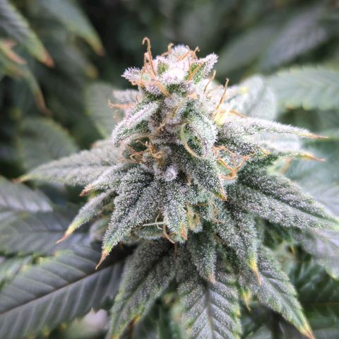 Blueberry Muffin growlog timeline photo