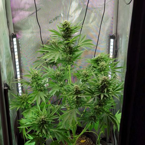 Pineapple Muffin Auto growlog photo: Brought inside