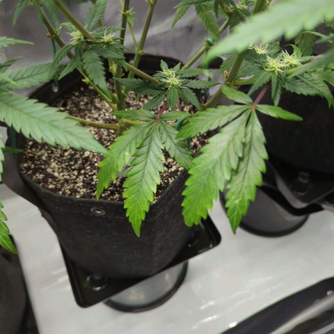 Jack Herer growlog photo: Slight yellowing of bottom leaves