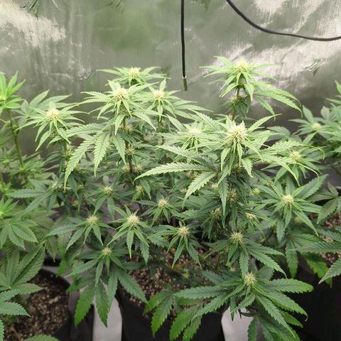 Jack Herer growlog photo: Slight yellowing of bottom leaves