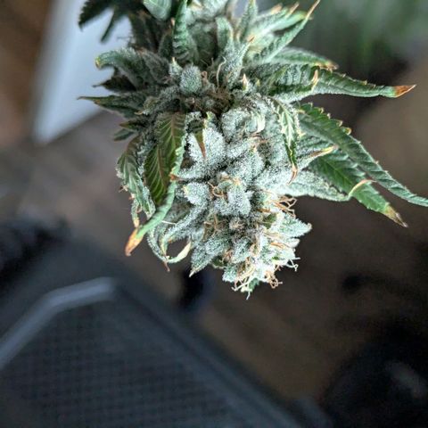 Blueberry Muffin growlog timeline photo
