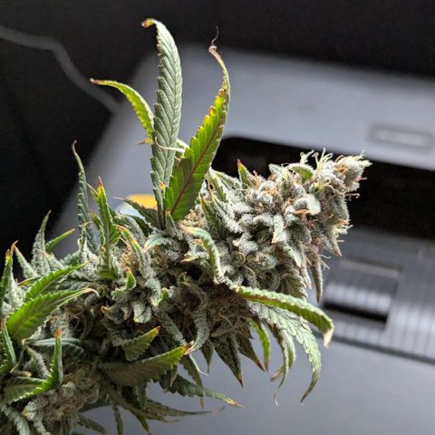 Blueberry Muffin growlog timeline photo