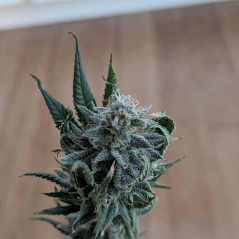 Blueberry Muffin growlog timeline photo