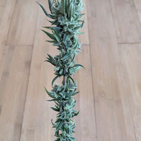 Blueberry Muffin growlog timeline photo