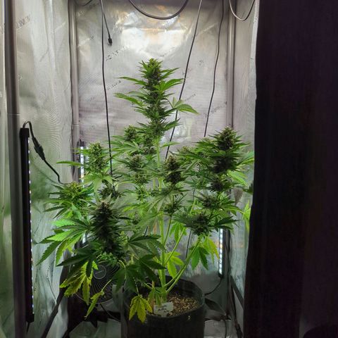 Pineapple Muffin Auto growlog timeline photo