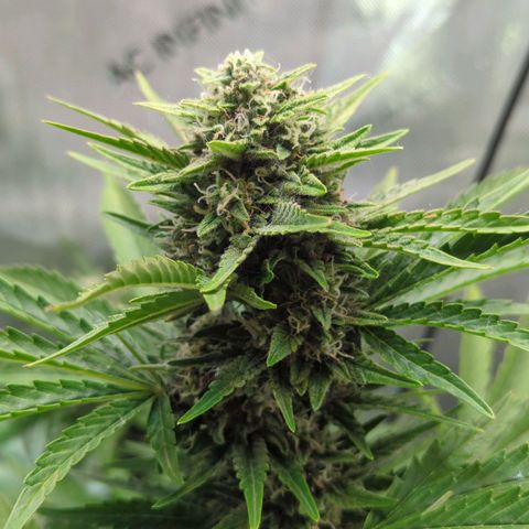 Pineapple Muffin Auto growlog timeline photo