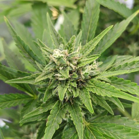 Pineapple Muffin Auto growlog timeline photo