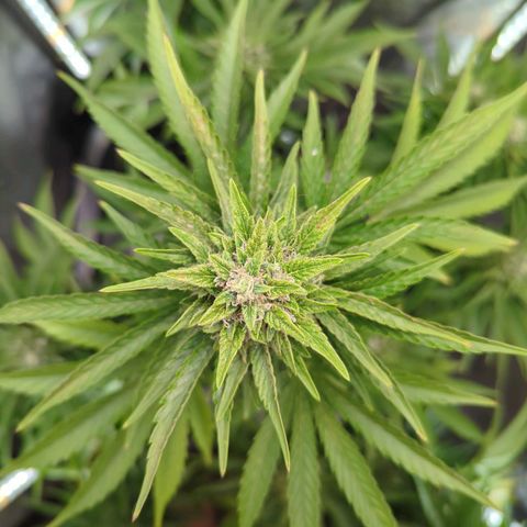 Pineapple Muffin Auto growlog timeline photo
