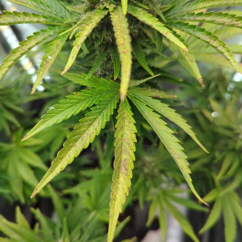 Pineapple Muffin Auto growlog timeline photo