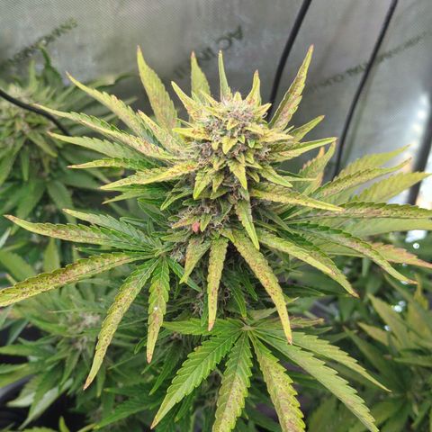Pineapple Muffin Auto growlog timeline photo