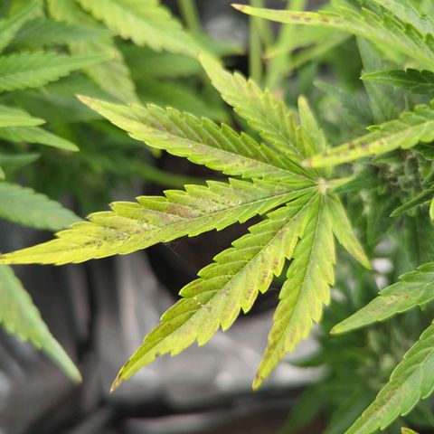 Pineapple Muffin Auto growlog timeline photo