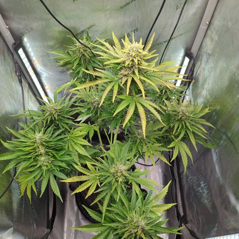 Pineapple Muffin Auto growlog timeline photo