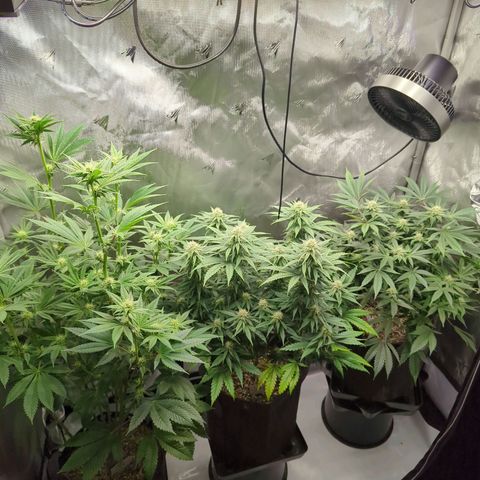 Jack Herer growlog timeline photo