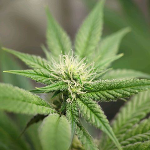 Moon Fog growlog timeline photo