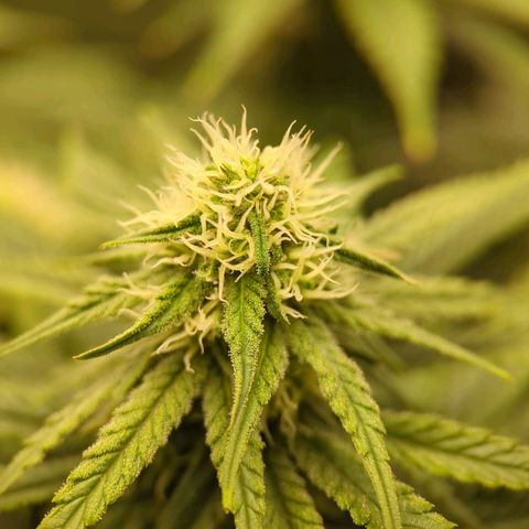 Jack Herer growlog timeline photo