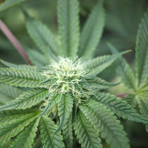 Purple Cherry Punch growlog timeline photo