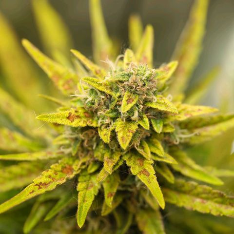 Pineapple Muffin Auto growlog timeline photo