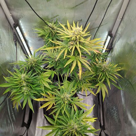 Pineapple Muffin Auto growlog timeline photo