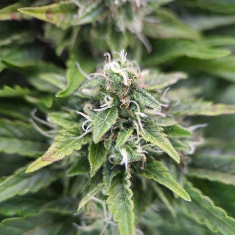 Pineapple Muffin Auto growlog timeline photo