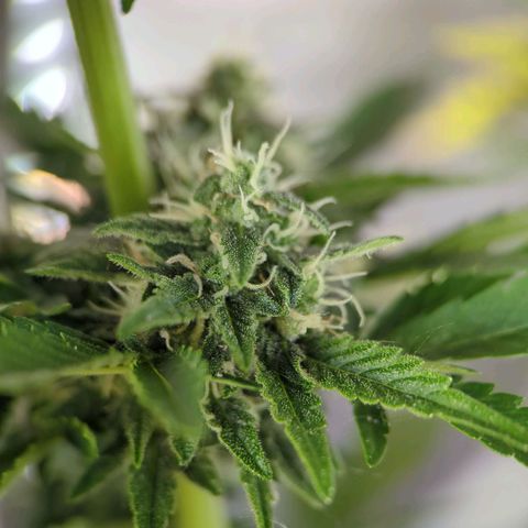 Pineapple Muffin Auto growlog timeline photo