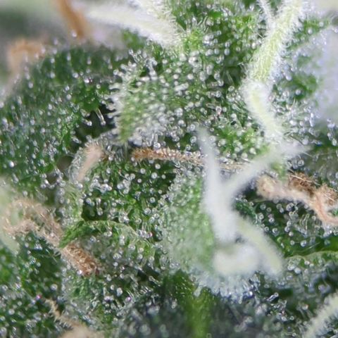 Pineapple Muffin Auto growlog timeline photo