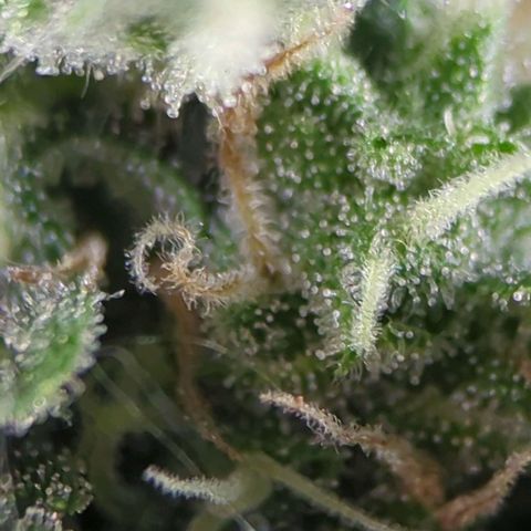 Pineapple Muffin Auto growlog timeline photo