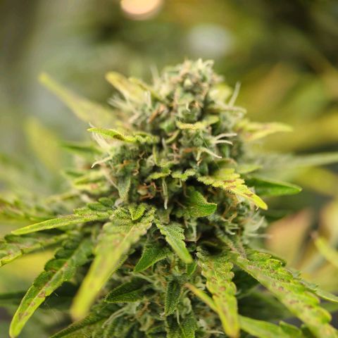 Pineapple Muffin Auto growlog timeline photo