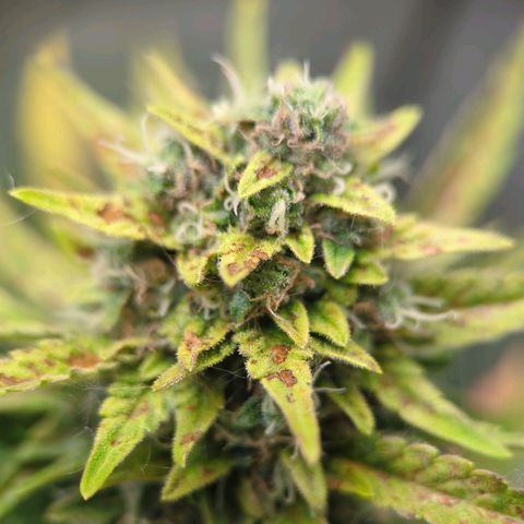 Pineapple Muffin Auto growlog timeline photo