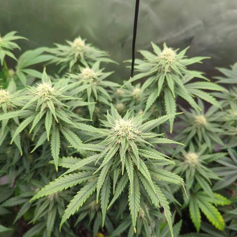 Jack Herer growlog timeline photo