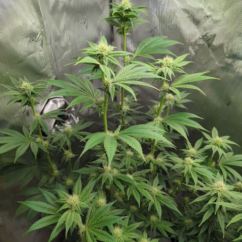 Moon Fog growlog timeline photo