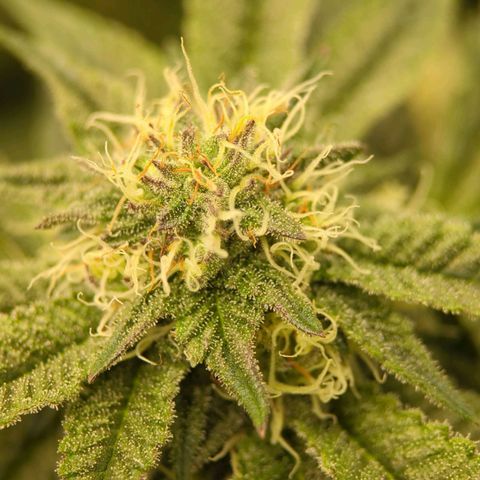 Purple Cherry Punch growlog timeline photo