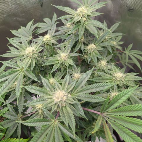 Purple Cherry Punch growlog timeline photo