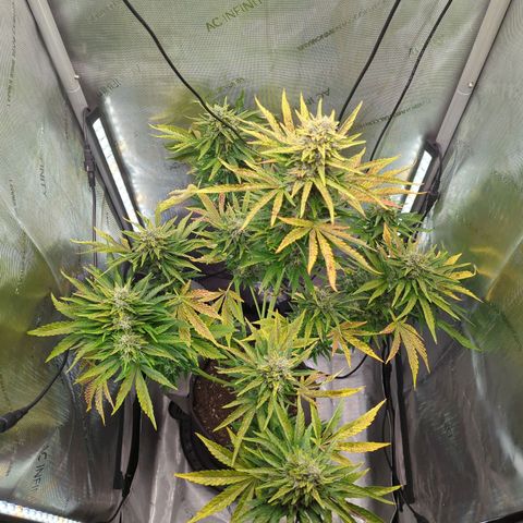 Pineapple Muffin Auto growlog photo: What a disaster. 