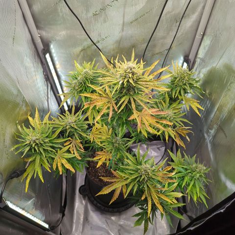 Pineapple Muffin Auto growlog timeline photo