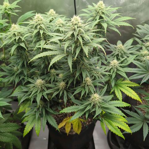 Jack Herer growlog timeline photo