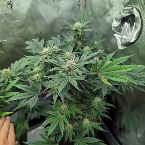 Purple Cherry Punch growlog timeline photo