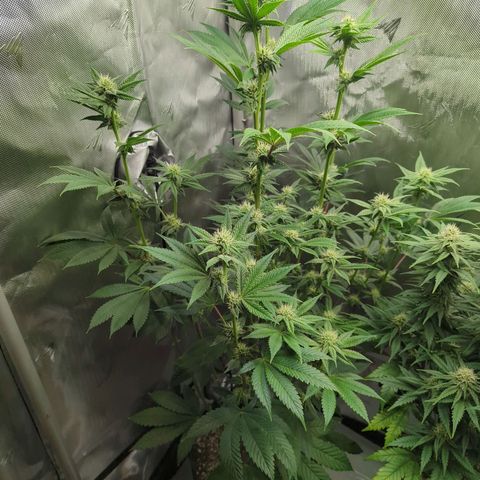 Moon Fog growlog timeline photo