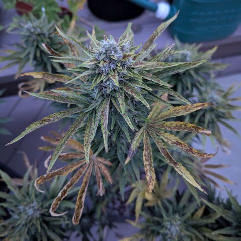 Pineapple Muffin Auto growlog photo: 😭