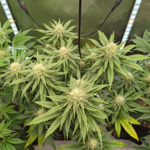 Jack Herer growlog timeline photo