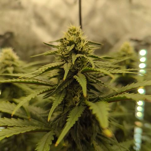 Jack Herer growlog timeline photo