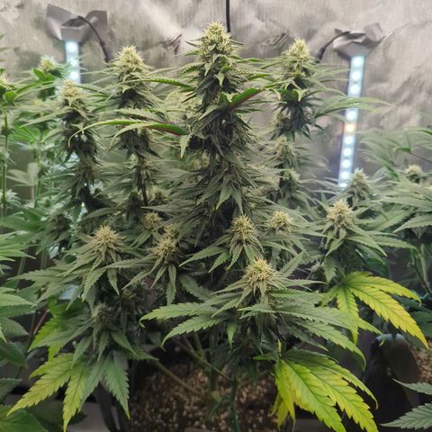 Jack Herer growlog timeline photo