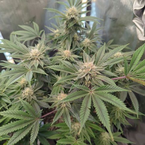 Purple Cherry Punch growlog timeline photo