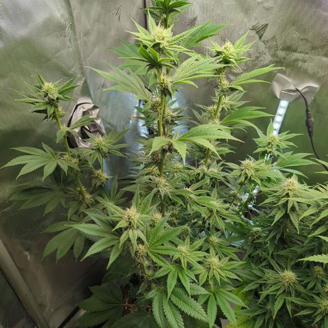 Moon Fog growlog timeline photo
