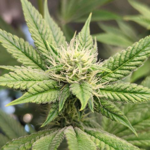 Moon Fog growlog timeline photo