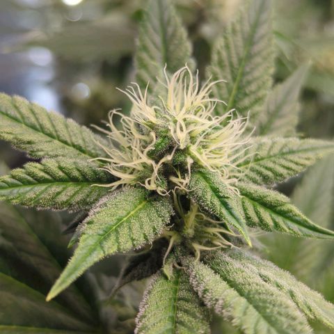 Moon Fog growlog timeline photo