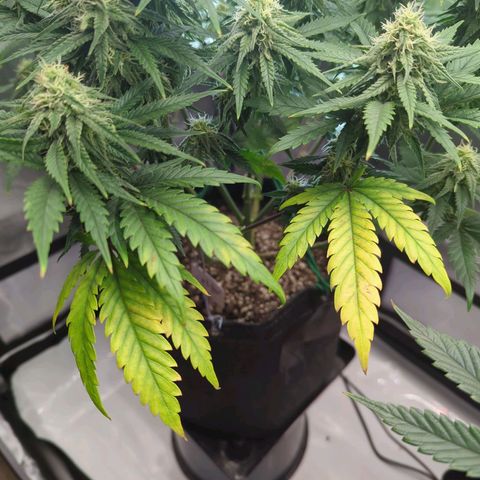 Jack Herer growlog timeline photo