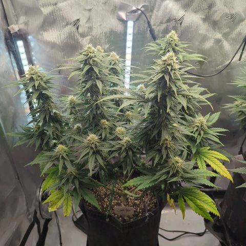 Jack Herer growlog timeline photo