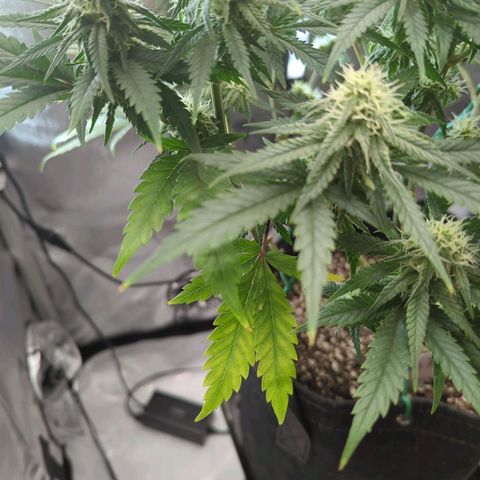 Jack Herer growlog timeline photo